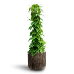 Philodendron Scandens - Column - HydroCare 15 Philodendron Scandens - Column - HydroCare -Plant Promotion Store Philodendron scandens Column Hydroculture Luxe Lite Waterfall Cylinder Planter Bronze