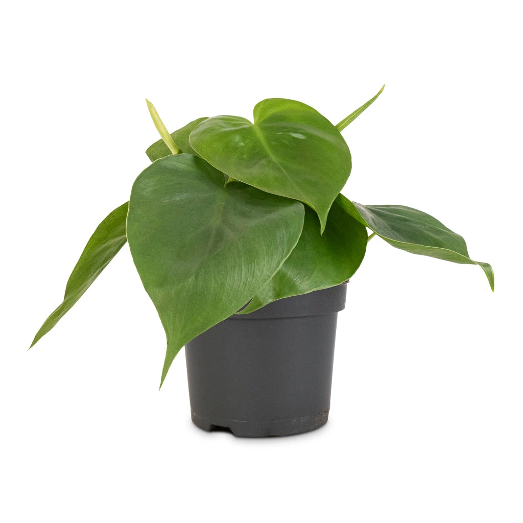 Philodendron Scandens - Sweetheart Plant 19 Philodendron Scandens - Sweetheart Plant - Image 17