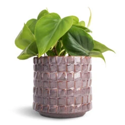 Philodendron Scandens - Sweetheart Plant 31 Philodendron Scandens - Sweetheart Plant -Plant Promotion Store Philodendron scandens Sweetheart Plant 12x20cm Stian Plant Pot Lavender Candy 13x12cm