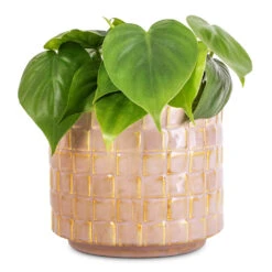 Stian Plant Pot - Soft Nougat -Plant Promotion Store Philodendron scandens Sweetheart Plant 12x20cm Stian Plant Pot Soft Nougat 16x15cm 9e8e2d46 7404 4ff4 a4c0 daf10bc079bf