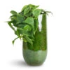 Philodendron Scandens - Sweetheart Plant 1 Philodendron Scandens - Sweetheart Plant -Plant Promotion Store Philodendron scandens Sweetheart Plant 15x30cm Aimee Tall Plant Vase Pear 22x45cm