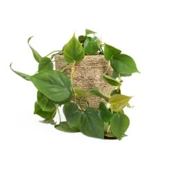 Philodendron Scandens - Sweetheart Plant 35 Philodendron Scandens - Sweetheart Plant -Plant Promotion Store Philodendron scandens Sweetheart Plant 15x30cm Cody Plant Pot Straw Grass 22x20cm b76481fa fd97 43c1 8ae9 c16bbbe9ce01