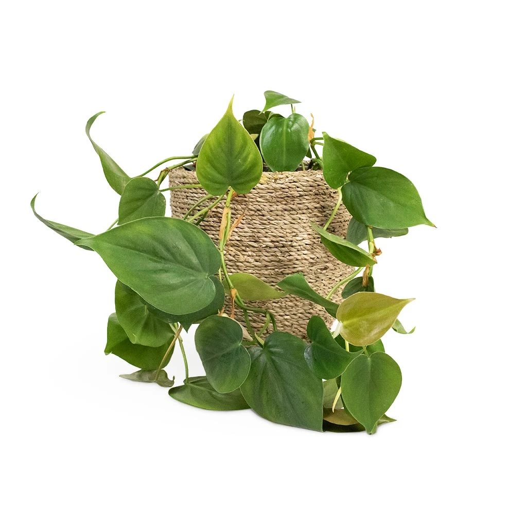 Philodendron Scandens - Sweetheart Plant 17 Philodendron Scandens - Sweetheart Plant - Image 15