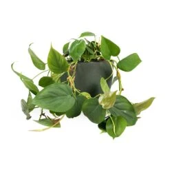 Philodendron Scandens - Sweetheart Plant 36 Philodendron Scandens - Sweetheart Plant -Plant Promotion Store Philodendron scandens Sweetheart Plant 15x30cm Coral Refined Planter Pine Green 18x15cm