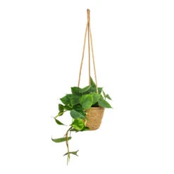 Philodendron Scandens - Sweetheart Plant 32 Philodendron Scandens - Sweetheart Plant -Plant Promotion Store Philodendron scandens Sweetheart Plant 15x30cm Igmar Hanging Plant Basket Natural 17x14cm 2 476f8617 5546 41b8 a1b0 806ef6d98617