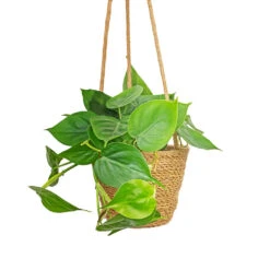 Philodendron Scandens - Sweetheart Plant 33 Philodendron Scandens - Sweetheart Plant -Plant Promotion Store Philodendron scandens Sweetheart Plant 15x30cm Igmar Hanging Plant Basket Natural 17x14cm 0674b094 d88d 41f6 b7bf ff9c1b87c712