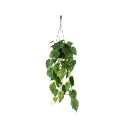Philodendron Scandens - Sweetheart Plant 27 Philodendron Scandens - Sweetheart Plant -Plant Promotion Store Philodendron scandens Sweetheart Plant 17x30cm