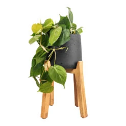 Patt Plant Pot - Tall Stand - Black Washed 16 Patt Plant Pot - Tall Stand - Black Washed -Plant Promotion Store Philodendron scandens Sweetheart Plant 17x30cm Patt Plant Pot Tall Stand Black Washed 30x43cm