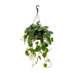Philodendron Scandens - Sweetheart Plant 29 Philodendron Scandens - Sweetheart Plant -Plant Promotion Store Philodendron scandens Sweetheart Plant 28x50cm