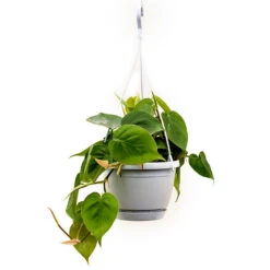 Philodendron Scandens - Sweetheart Plant 25 Philodendron Scandens - Sweetheart Plant -Plant Promotion Store Philodendron scandens Sweetheart Plant 40cm