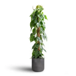 Charlie Plant Pot - Black Washed -Plant Promotion Store Philodendron scandens Sweetheart Plant Moss Pole 27x150cm Charlie Plant Pot Black Washed 32x31cm 7 fb94d699 8d67 4d87 aaa0 357306b43fee
