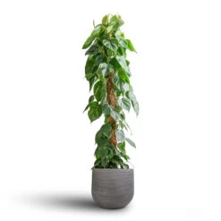 Cody Ridged Plant Pot - Dark Grey -Plant Promotion Store Philodendron scandens Sweetheart Plant Moss Pole 27x150cm Cody Plant Pot Ridged Dark Grey 35x31cm 7 e531d44a ca20 4430 9526 e7e5d536c85a