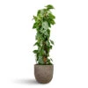 Philodendron Scandens - Sweetheart Plant - Moss Pole