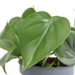 Philodendron Scandens - Sweetheart Plant 30 Philodendron Scandens - Sweetheart Plant -Plant Promotion Store Philodendron scandens Sweetheart Plant SWATCH