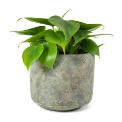 Philodendron Scandens - Sweetheart Plant 28 Philodendron Scandens - Sweetheart Plant -Plant Promotion Store Philodendron scandens Sweetheart Plant Saar Plant Pot Earth Cement