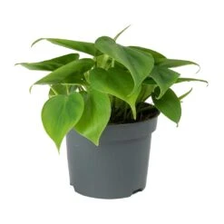 Philodendron Scandens - Sweetheart Plant 23 Philodendron Scandens - Sweetheart Plant -Plant Promotion Store Philodendron scandens Sweetheart Plant Small