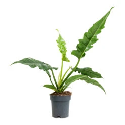 Thaumatophyllum Bipinnatifidum Narrow - Philodendron Tiger Tooth -Plant Promotion Store Philodendron selloum Narrow Tiger Tooth 14x30cm