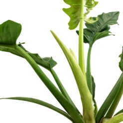 Thaumatophyllum Bipinnatifidum Narrow - Philodendron Tiger Tooth -Plant Promotion Store Philodendron selloum Narrow Tiger Tooth SWATCH 3