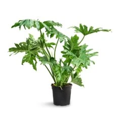 Thaumatophyllum Bipinnatifidum - Tree Philodendron Selloum 12 Thaumatophyllum Bipinnatifidum - Tree Philodendron Selloum -Plant Promotion Store Philodendron selloum Tree Philodendron 24x100cm