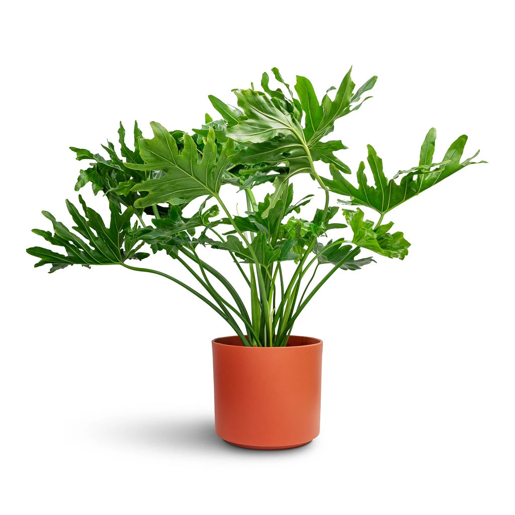 Prague Plant Pot - Cayenne 4 Prague Plant Pot - Cayenne - Image 2