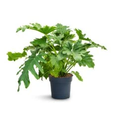 Thaumatophyllum Bipinnatifidum - Tree Philodendron Selloum 11 Thaumatophyllum Bipinnatifidum - Tree Philodendron Selloum -Plant Promotion Store Philodendron selloum Tree Philodendron 30x120cm