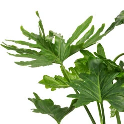 Thaumatophyllum Bipinnatifidum - Tree Philodendron Selloum 14 Thaumatophyllum Bipinnatifidum - Tree Philodendron Selloum -Plant Promotion Store Philodendron selloum Tree Philodendron DETAIL 2