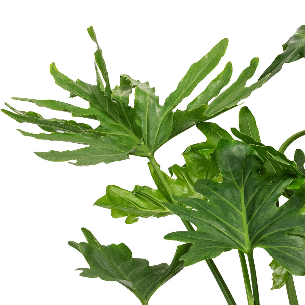 Thaumatophyllum Bipinnatifidum - Tree Philodendron Selloum 8 Thaumatophyllum Bipinnatifidum - Tree Philodendron Selloum - Image 6