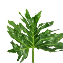 Thaumatophyllum Bipinnatifidum - Tree Philodendron Selloum 13 Thaumatophyllum Bipinnatifidum - Tree Philodendron Selloum -Plant Promotion Store Philodendron selloum Tree Philodendron DETAIL 3