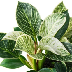 Philodendron Birkin - White Wave -Plant Promotion Store PhilodendronBirkin WhiteWave 2