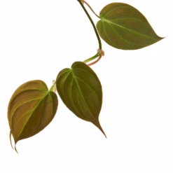 Philodendron Micans - Velvet Leaf Philodendron -Plant Promotion Store Philodendron Micans 1