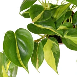 Philodendron Scandens Brasil - Sweetheart Plant 17 Philodendron Scandens Brasil - Sweetheart Plant -Plant Promotion Store PhilodendronscandensBrasil SweetheartPlant 1