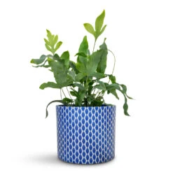 Phlebodium Blue Star - Blue Star Fern -Plant Promotion Store Phlbodium Blue Star Blue Star Fern 12x30cm Lazzaro Plant Pot Navy Garland 15x13cm