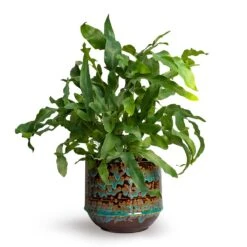 Phlebodium Blue Star - Blue Star Fern -Plant Promotion Store Phlebodium Blue Star Blue Star Fern 12x30cm Noud Plant Pot Marrakesh 17x15cmV2 d515a07b a56c 412b 8184 e4cba7f8e327
