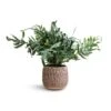 Phlebodium Blue Star - Blue Star Fern 1 Phlebodium Blue Star - Blue Star Fern -Plant Promotion Store Phlebodium Blue Star Blue Star Fern 17x50cm Arles Leaf Plant Pot Mocha 20x20cm 0038cc6f a985 4edc b30a ed001097123d