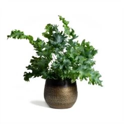 Phlebodium Davana - Blue Star Fern 30 Phlebodium Davana - Blue Star Fern -Plant Promotion Store Phlebodium Blue Star Blue Star Fern 17x50cm Mya Plant Pot Deep Champagne 15x13cm