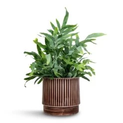 Nella Plant Pot - Coffee 18 Nella Plant Pot - Coffee -Plant Promotion Store Phlebodium Blue Star Blue Star Fern 21x50cm Nella Plant Pot Coffee 21x19cm 5ab0091b 1136 49e8 8266 a4cd972c48bb