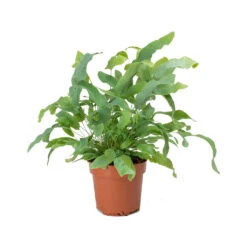 Phlebodium Blue Star - Blue Star Fern -Plant Promotion Store Phlebodium Blue Star Blue Star Fern