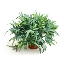 Phlebodium Blue Star - Blue Star Fern -Plant Promotion Store Phlebodium Blue Star Blue Star Fern 26x60 cm