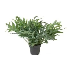 Phlebodium Blue Star - Blue Star Fern -Plant Promotion Store Phlebodium Blue Star Blue Star Fern Large