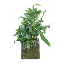 Phlebodium Blue Star - Blue Star Fern -Plant Promotion Store Phlebodium Blue Star Blue Star Fern Lava Cube Relic Planter Jade e8ee81f0 a909 46dd b3e6 7965bf828f95