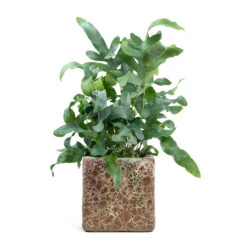Phlebodium Blue Star - Blue Star Fern -Plant Promotion Store Phlebodium Blue Star Blue Star Fern Lava Cube Relic Planter Pink f04b2b74 0863 4135 904f dfab14310c64