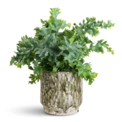 Phlebodium Davana - Blue Star Fern 37 Phlebodium Davana - Blue Star Fern -Plant Promotion Store Phlebodium davana 12x25cm Julian Pot Moss 14x14cm