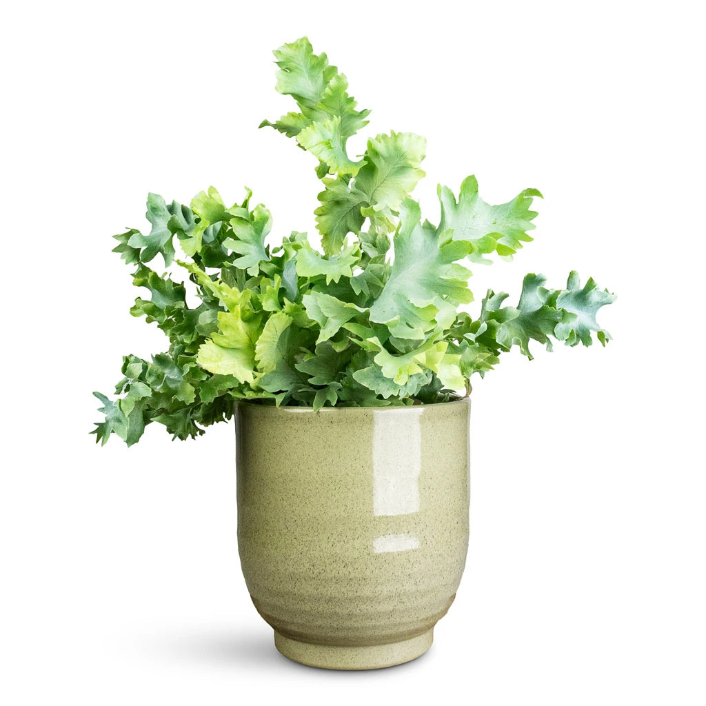 Sofia Plant Pot - Green 7 Sofia Plant Pot - Green - Image 5