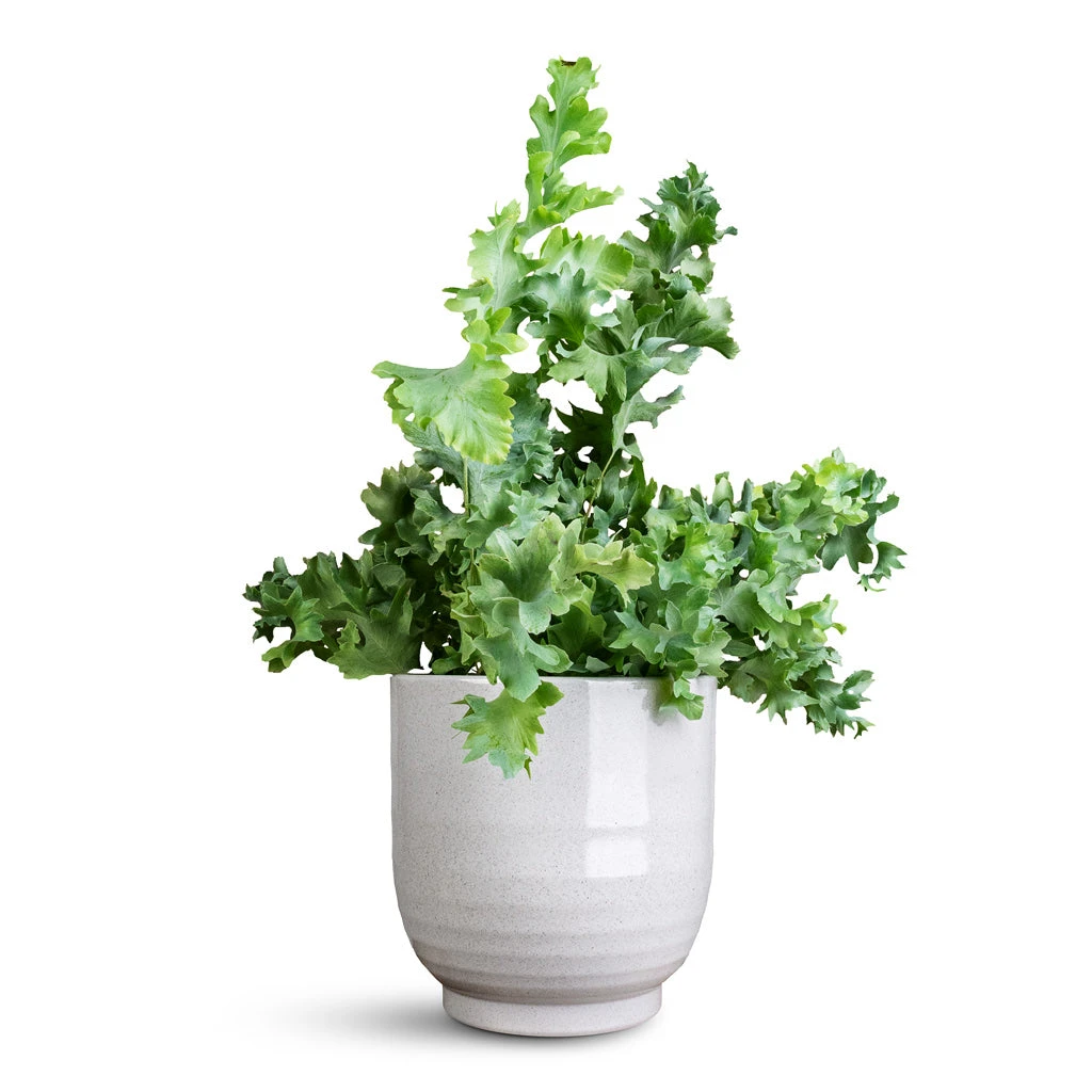 Sofia Plant Pot - Grey 10 Sofia Plant Pot - Grey - Image 8