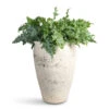 Phlebodium Davana - Blue Star Fern -Plant Promotion Store Phlebodium davana 20x55cm Artemis Mediterranean Planter Chalk White 42.5x58cm