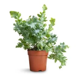 Phlebodium Davana - Blue Star Fern 22 Phlebodium Davana - Blue Star Fern -Plant Promotion Store Phlebodium davana Blue Star Fern 12x25cm