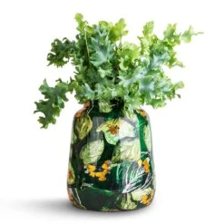 Phlebodium Davana - Blue Star Fern 27 Phlebodium Davana - Blue Star Fern -Plant Promotion Store Phlebodium davana Blue Star Fern 12x25cm Lammie Planter Bee Green 21x24cm