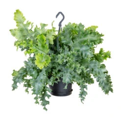 Phlebodium Davana - Blue Star Fern 24 Phlebodium Davana - Blue Star Fern -Plant Promotion Store Phlebodium davana Blue Star Fern 20x55cm