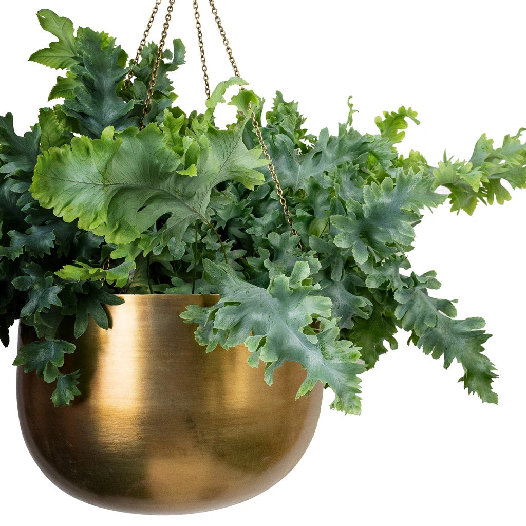 Phlebodium Davana - Blue Star Fern 6 Phlebodium Davana - Blue Star Fern - Image 4