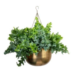 Phlebodium Davana - Blue Star Fern 25 Phlebodium Davana - Blue Star Fern -Plant Promotion Store Phlebodium davana Blue Star Fern 20x55cm Mayfair Hanging Plant Pot Antique Brass 30x21cm